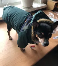 Pet-Dog-Clothes Clothing Coat Jacket Outfit Pets-Puppy-Costume French Bulldog Small Dogs