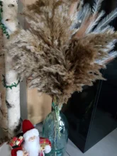 Dried-Plants Pampas-Grass Wedding-Flower Bunch Raw-Color Natural Phragmites 20pcs Communis