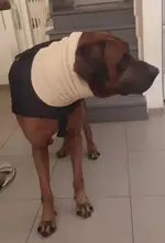 Jacket Clothing Coat Greyhound Waterproof Dog Dogs Large Super-Warm Medium Thick 