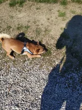 Seat-Belt Harnesses Stunt Puppy Bull Small-Pet Terrier Printed Dogs Chihuahua Shih Tzu