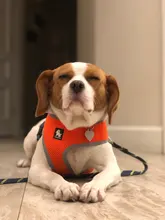 Harness Collar Puppy Walk-Vest Pet-Dog Truelove Small Pets Nylon Breathable Mesh Cat