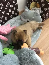 Bed-Mats Blanket-Supplies Kennels Pet-Sofa Cat-House Dogs Cartoon-Shaped Large Cute Dog-Pad