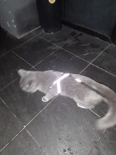 Arnés para perro o gato ajustable, reflectante, para gatos, exteriores, para perros pequeños, para caminar, Chihuahua, Terier