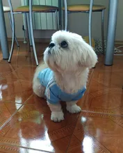 Pet Dog Clothes Fashion Hoodie Spring and Summer For Dogs Coat Jacket Cotton Ropa Perro