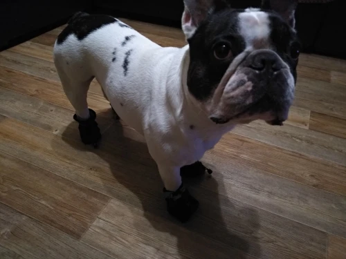 Snow Dog Shoes