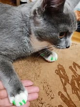 20 piezas-gorros de uñas suaves para gatos/X XS, S, M, L, cubierta, gato, pata, garra, zet */