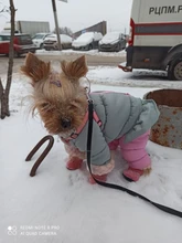 Botas impermeables para perros, zapatos para perros, antideslizantes, para cachorro, gato, lluvia, nieve, calzado para perros pequeños, Chihuahua, 4 Uds.