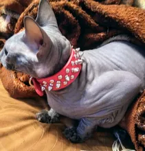 Pet-Collar Spikes Small Round for Medium M/L