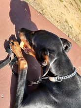 Pet-Id-Tags Collar-Accessory Cats Dogs Stainless-Steel Small Custom Personalized 