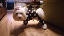Dog Overalls Clothing Puppy Winter Coat Hoodie Pet-Dog Cotton Thicken Dot for Small Big-Polka-Dot