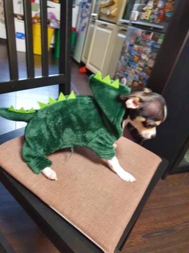 Dinosaur costume for dogs - A little bit of fun and cute photo review