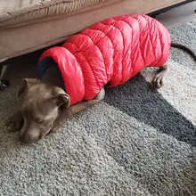 Vest Dog Jacket French Bulldog Waterproof Coat Pet-Outfit Dogs-Pet Winter Large Medium