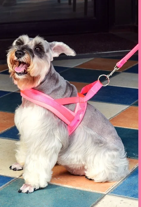 Explosion-proof Okinawa pet products with new pet dog chest strap and traction rope