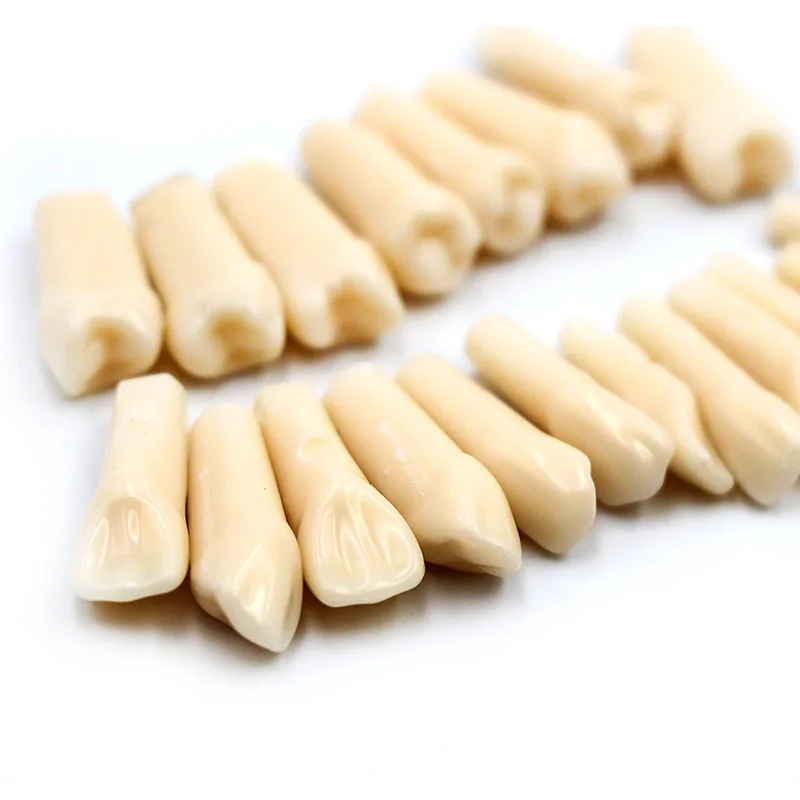 

28pcs/pack Dental Simulation Tooth Dental Lab Material Simulated Teeth Grain Model