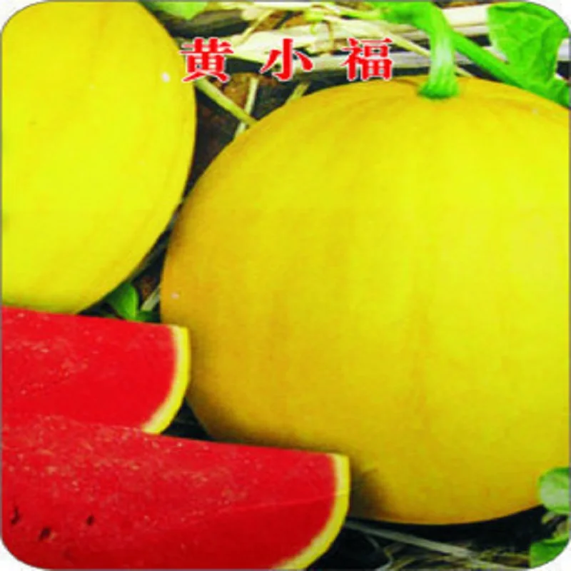 

Huangxiao Fu small yellow watermelon bonsais 20bonsai healthy vegetable bonsai
