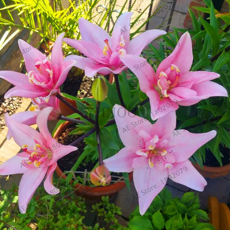 

Time-Limit!!50 Pcs Perfume Lily flores, (Not Lily Bulbs) Lilium Bonsai Flower plantas High Quality Plant For Home Garden Pleasan