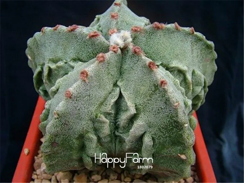 

New Arrival!100 Pieces/pack Ball cactus Plants rare succulent plant Garden Bonsai Celestial Flower pot planters Flores,#IGAC3H