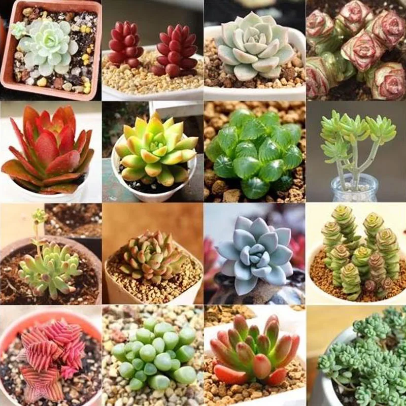 

100PCS Potted Plant Easy Sowing Mixed Succulents Seeds Diverse Succulent Office Decor Rare Four Seasons Plants Home Garden