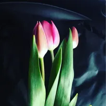 S***s