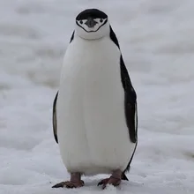 a***v