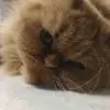 S***r