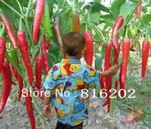 50 seeds/pack Vegetables seeds ten Giant Red New Spices Spicy Chili Pepper Seeds Plants Up To 50cm 50 Pcs seeds Long