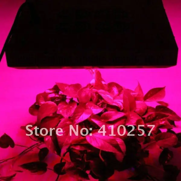 2013 Лучший sekker черная звезда Led grow light 240 Вт(80*3 Вт), высокое качество с 3 лет гарантии, дропшиппинг