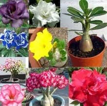 20 seeds/pack Bonsai Desert Rose Flower Seeds adenium obesum Seeds Home Garden