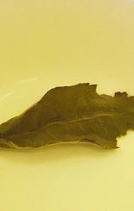 6A Top grade Chinese Oolong tea TieGuanYin new organic natural health care gift Tie Guan Yin tea China green tie guan yin tea  Packing Gift Packing Whether imports Made in China Oolong tea TieGuanYin
