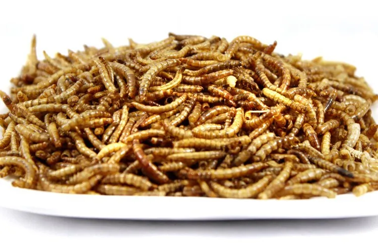 Сушеный mealworm сухой хомяк арована рыбный корм черепаха еда ящерицы корм для домашних животных, 100 г