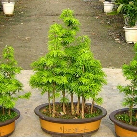 100pcs Deciduous Tree Pseudolarix Amabilis Seeds, Ornamental Plant tree Seeds