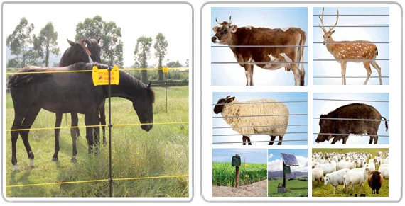animal fence.jpg