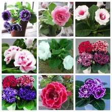9 Colors Can Be Choose Gloxinia Seeds Perennial Flowering Plants Sinningia Speciosa Bonsai Balcony Flower – 100 PCS