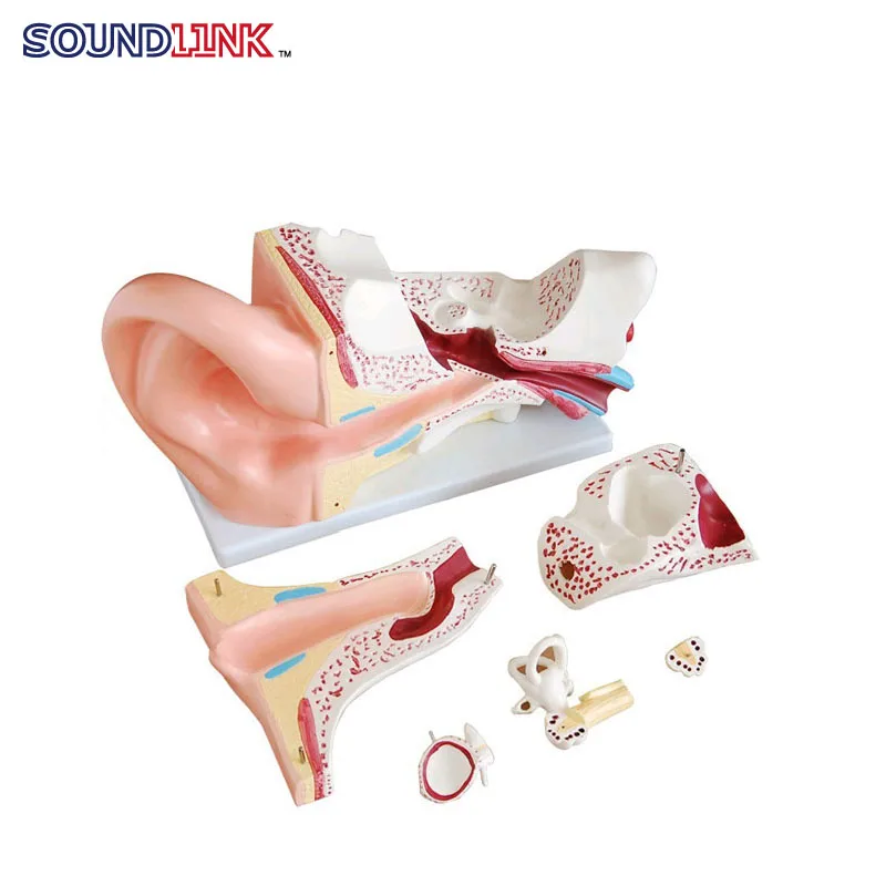 New Big Ears Enlarged Anatomical Model Of Human Ear Ear Model Display Model Teaching Model