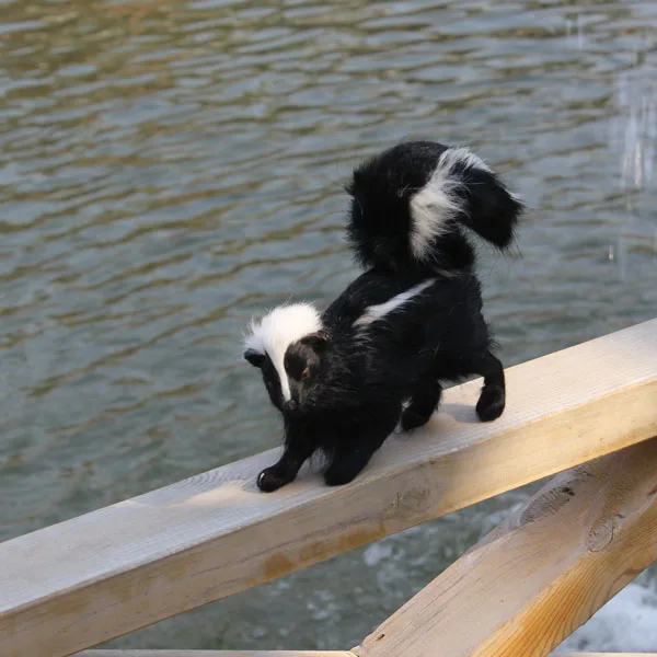 realistic lifelike skunk toy-in Stuffed & Plush Animals from Toys
