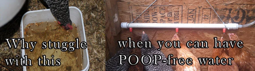 Птицы курицы соски Поильник