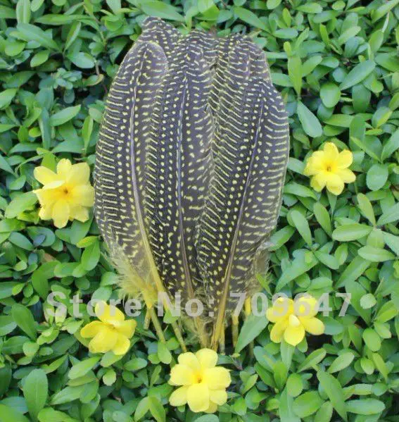 New!100pcs/Lot 13-16cm Guinea Fowl Wing Feather 6Colour Available  free shipping 