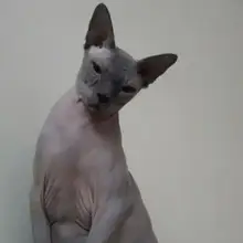 A***o