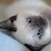S***a