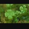 G***o