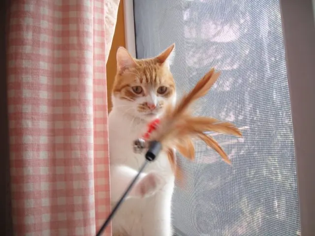 Забавные Перо Cat играть Игрушечные лошадки с кольцом промо-любимая игрушка Товары для домашних животных и Интимные аксессуары Игрушки для котов Интернет-магазин