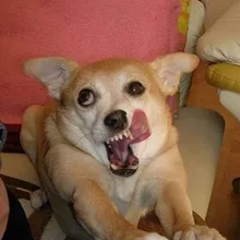 v***o