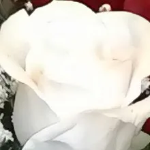 A***a