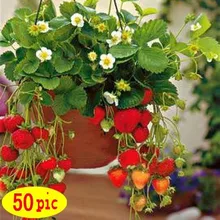 Four Seasons potted strawberry seeds perennial flower seeds results balcony flower seeds 50 seeds/pack of fruits and vegetables