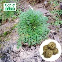 Волшебный завод воздуха папоротник Selaginella Moss, плаунок Роза Иерихона динозавров 1 шт./пакет