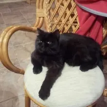 S***a