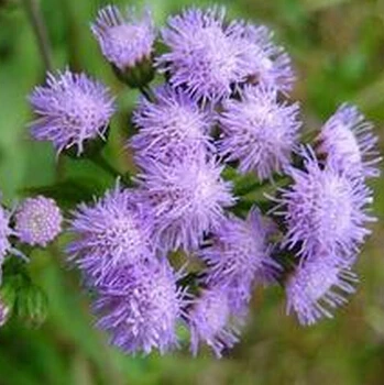 Nos amies les fleurs (Symbolisme) - Page 11 Agastache-Rugosa-Seeds-Patchouli-font-b-Herb-b-font-Blue-font-b-Licorice-b-font-Seeds