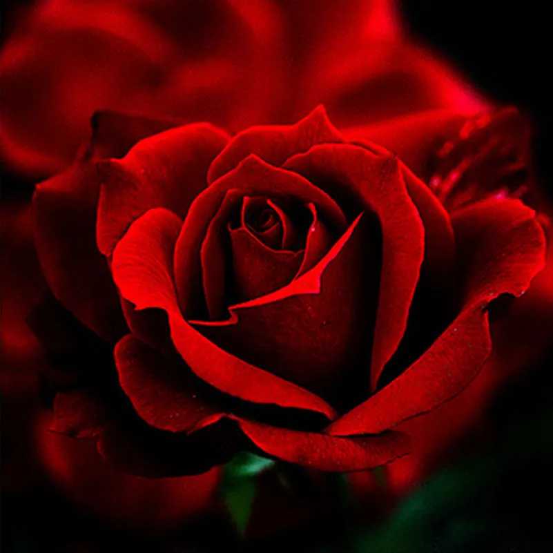 

DIY Diamond Painting Needlework Red Rose 3D Square Full Diamond Embroidery Pattern Flower Square Painting Decoration Room
