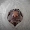 S***v