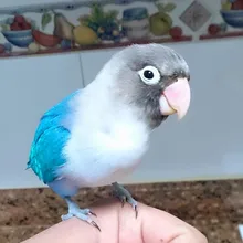 A***n